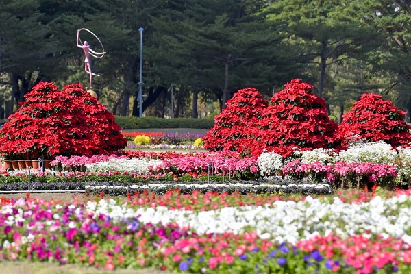 凹子底特專一、二現亮麗的冬季花浪漫盛開。（圖／高雄市政府，以下同）