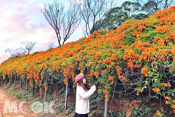 櫻花尚未綻放，袍仗花已逐漸盛開。（圖／gominkin）