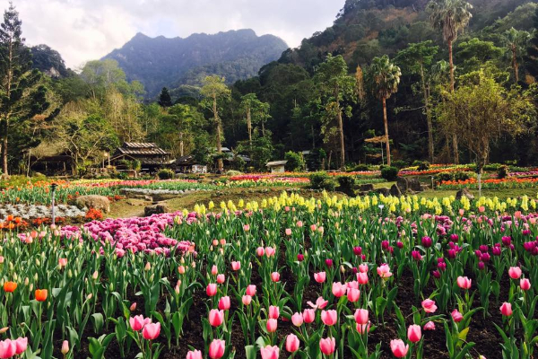 桃源仙谷的鬱金香花海盛開的美景。 (圖／桃源仙谷)