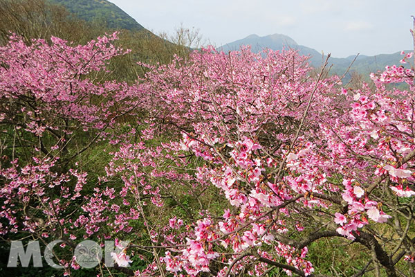 賞櫻名所滿山綻放！花海秘境擁夢幻美拍