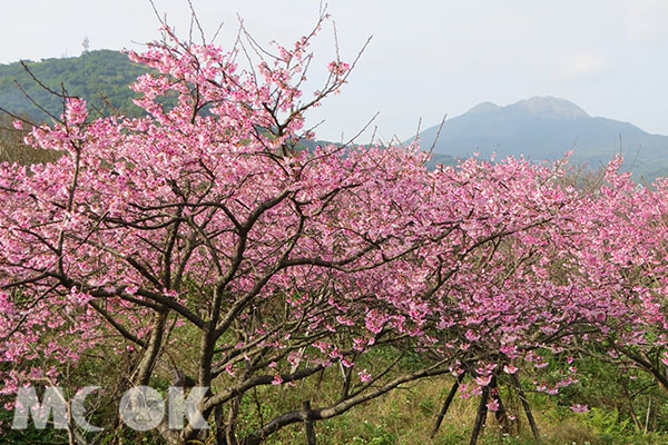 粉嫩櫻花為山林增添了春意。 (圖／Sharon Wu)