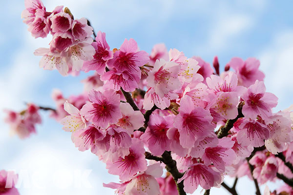 鮮豔綻放的美麗櫻花。  (圖／Sharon Wu)