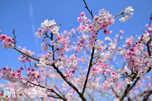 櫻花已逐漸盛開，旅人們能規劃上山賞花了。 (圖／wcy6572)