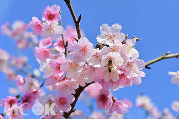 湛藍的天控配粉嫩櫻花，景色美不勝收。 (圖／wcy6572)