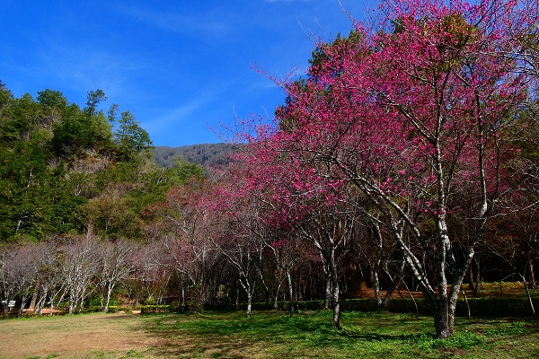 奧萬大國家森林遊樂區內櫻花園的緋寒櫻逐漸綻放。（圖／奧萬大，以下同）