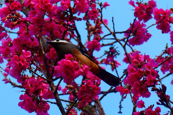 奧萬大森林遊樂區孕育豐富的自然生態，櫻花也是其中的絕美特色之一。