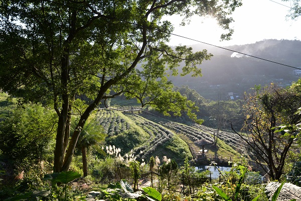 貓空的水土保持茶園，更是呼吸新鮮空氣，擁抱大自然的好地方。（圖／台北市政府，下同）