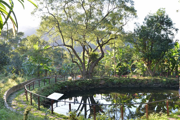 不僅有茶園，還有湖水、步道。