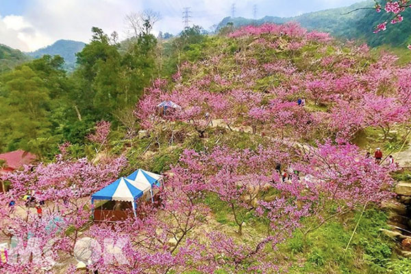 漫山櫻花浪漫美拍！花海秘境療癒半日遊