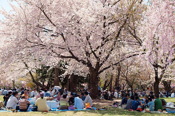 日本賞櫻相當熱門。（圖／sakura.hirosakipark.jp）