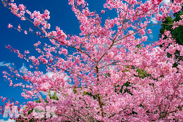 福壽山農場的富士櫻每年春天綻放，如夢似幻。 (圖／福壽山農場粉絲團)