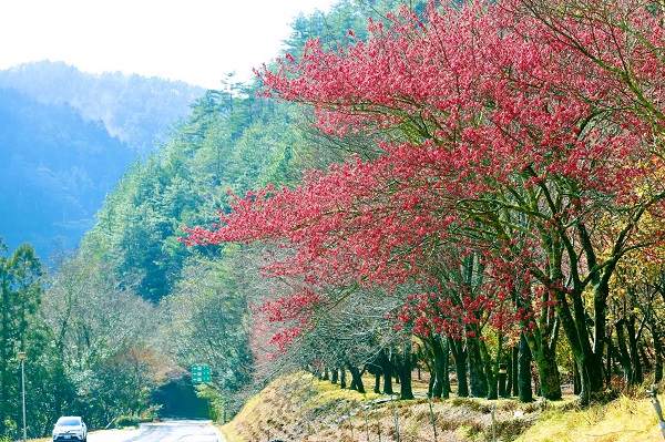 粉嫩的櫻花綻放於山林間，綠樹搭配嬌紅的櫻花交織夢幻的絕景畫面。（圖／武陵農場，以下同）