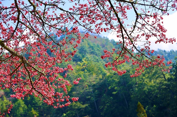 武陵農場櫻花也逐漸因季節而綻放。