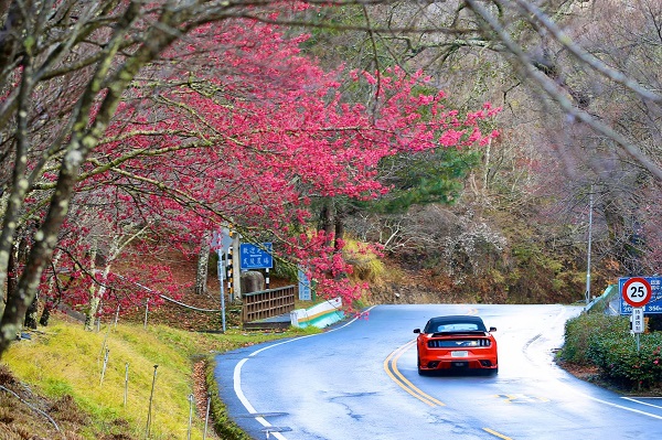 目前武陵農場的櫻花逐漸綻放，預計2月將至滿開時期。