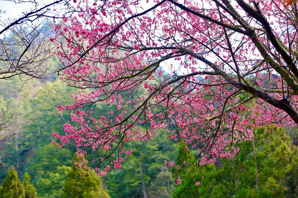 今年武陵農場櫻花季於2月8日開跑。