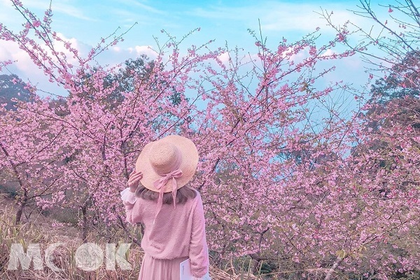 櫻花季期間，櫻花滿開美景宛如異國。（圖／ayumihamasakl25，以下同）