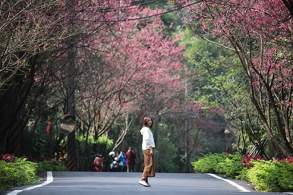 滬尾櫻花大道道路兩旁的櫻花緩緩盛開。（圖／新北市政府，下同）