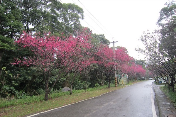 春節期間前往滬尾櫻花大道還可計畫一日遊賞花行程。