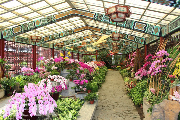 士林官邸2020春節花卉展自1月25日起展出。(圖／台北市政府）