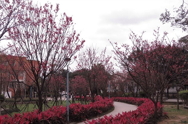 櫻花綻放公園秘境中。（圖／新北市政府，下同）