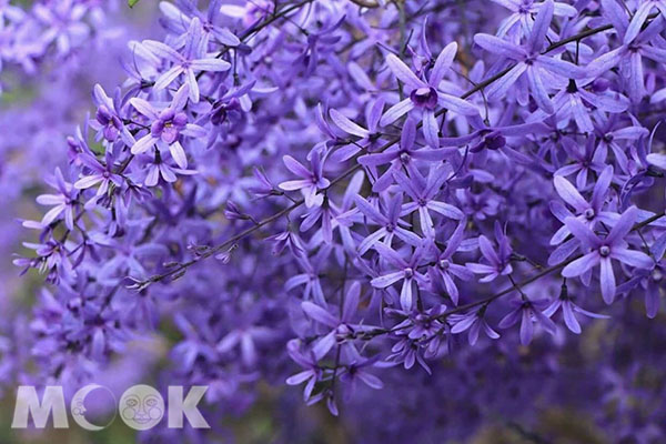 錫葉藤不是紫藤花，生長型態也不同。