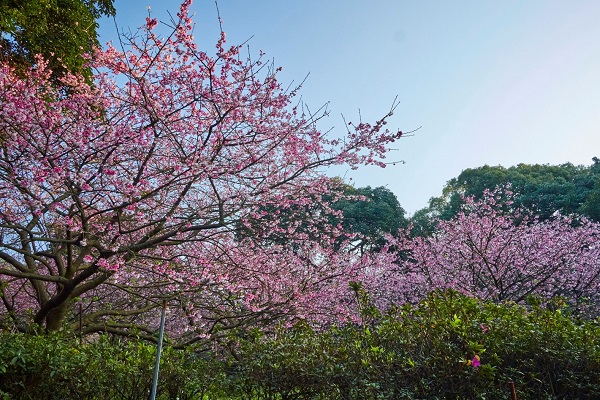 天元宮櫻花盛開美景。（圖／新北市政府）