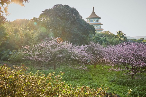 園區內櫻花同時綻放並與廟宇相佐的美景十分壯觀美麗。