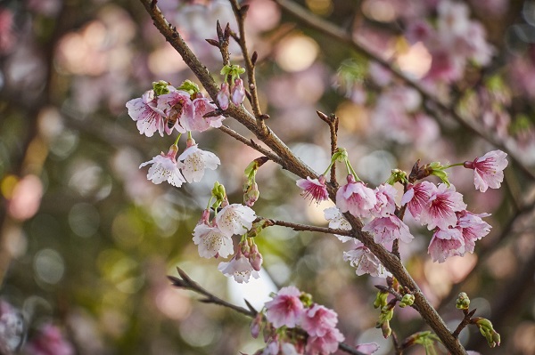 天元宮後山的三色櫻林，花瓣有白色、粉紅及暗紅色等不同變化。