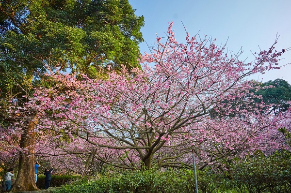 天元宮更有浪漫的吉野櫻於3月接續開花。