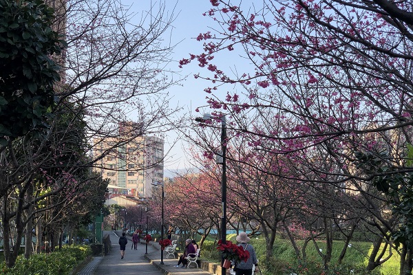 散步於櫻花樹下更愜意。