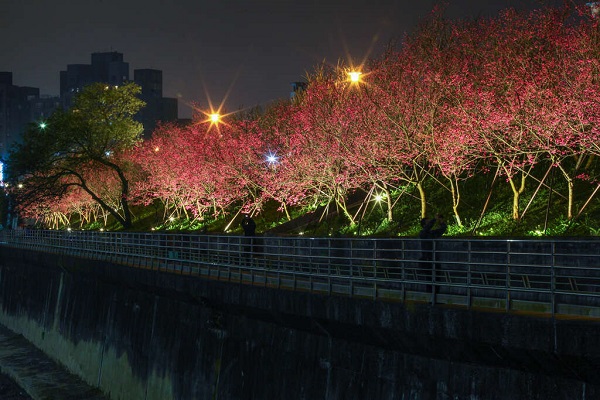 延綿3公里的沿岸，粉色櫻花河浪漫綻放。（圖／內湖樂活夜櫻季，以下同）