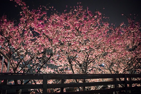 可感受夜晚賞櫻之美。