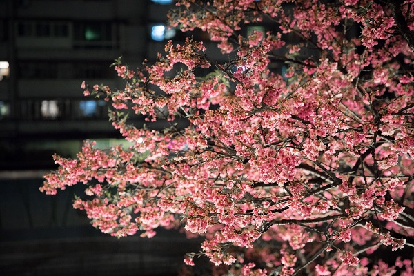 櫻花於夜晚投射燈光照映下更是別有一番風情。