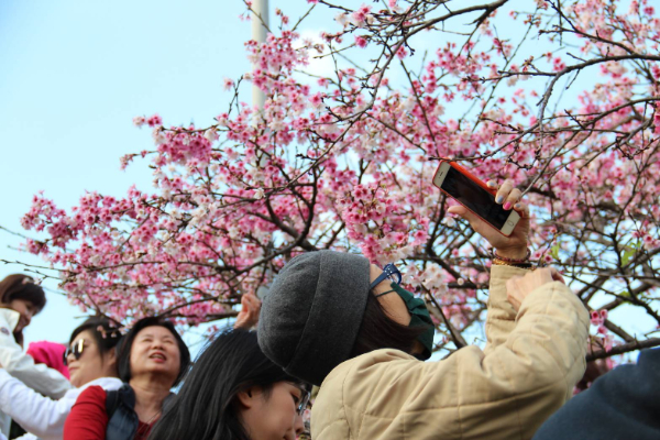 旅人們爭相拍照想記錄下此刻櫻花的美好。