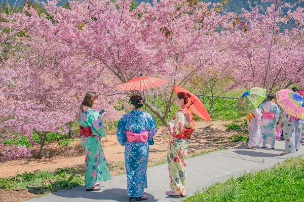 免飛日本也能賞千萬粉櫻。（圖／福壽山農場，以下同）