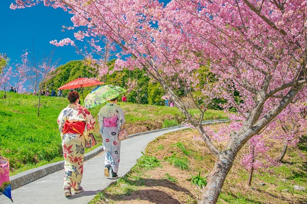 福壽山農場櫻花季將開跑，動人櫻花盛開。此為去年花況照片。