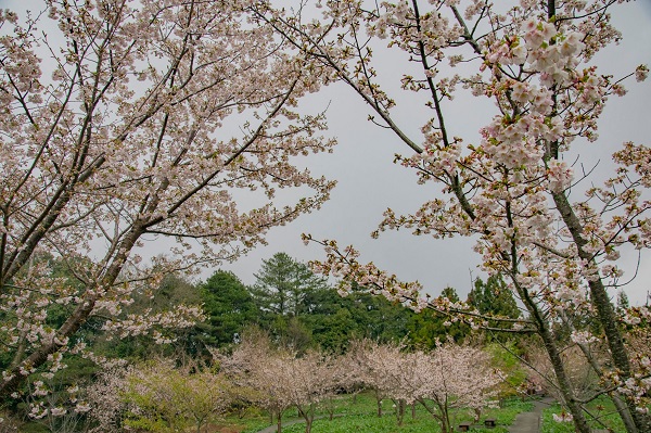 福壽山農場櫻花品種繁多，浪漫又夢幻的畫面令人陶醉。
