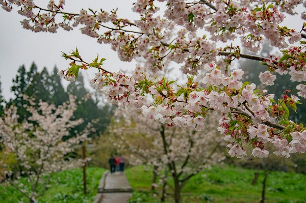 浪漫櫻花隨意一拍都是絕美畫面。