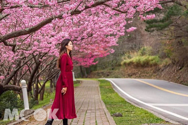 在武陵農場路邊與櫻花拍照的紅衣女子(圖／molly888666)