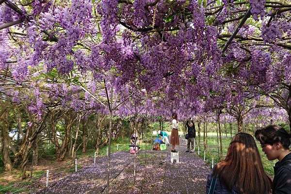 紫色如流蘇瀑布般的紫藤花海。（圖／紫藤花咖啡園，以下同）