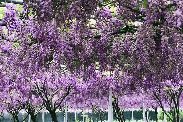 紫藤咖啡園每到春季便有浪漫的紫色花海可賞。