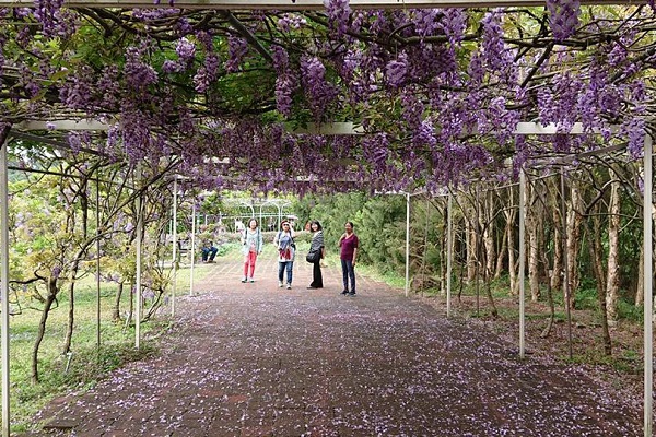 免飛日本也能輕鬆拍到夢幻紫色花海美照。