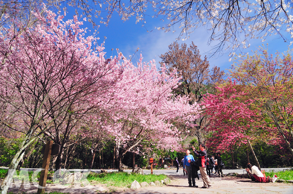 全台各地櫻花齊開。（圖／陳冠鑫）