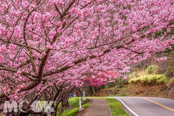 武陵農場櫻花季是每年春季的賞花焦點。(圖／molly888666)
