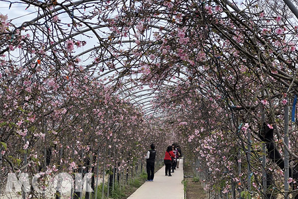 浪漫櫻花隧道纏繞著洲府枝垂櫻。