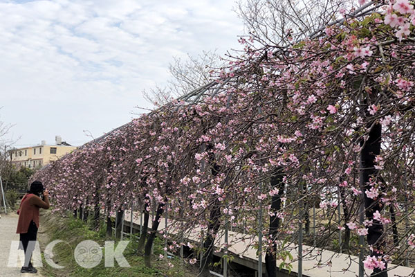 櫻花隧道花牆。