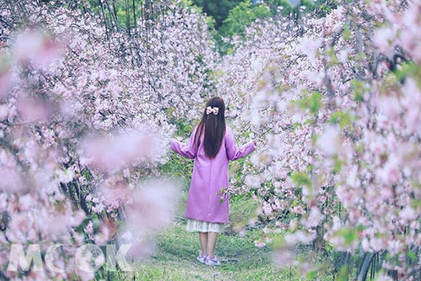 夢幻賞櫻新景點！花海隧道秘境美拍必訪