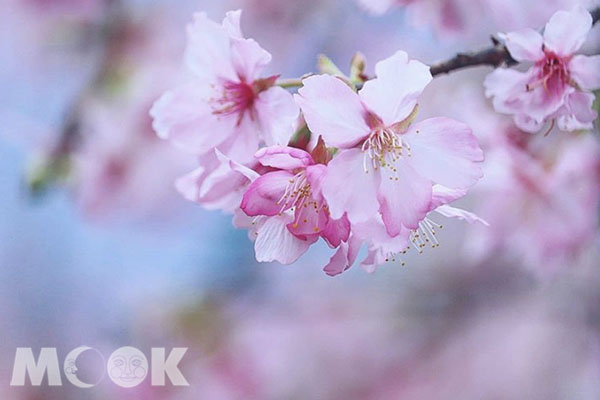 粉嫩嬌豔的櫻花。  (圖／3more_hi4)