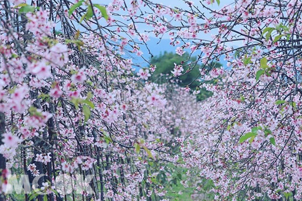 櫻花正盛。  (圖／3more_hi4)