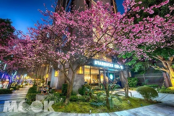 林口文化三路的星巴克門市門口開滿浪漫櫻花樹。（圖／ahwen_lee）